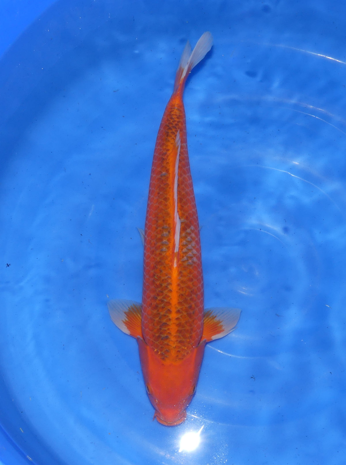 Aka Matsuba, 50 cm, 2025, Tosai [ccf87dd0-951d-4c96-90e3-65acb1d335fb.jpg]
