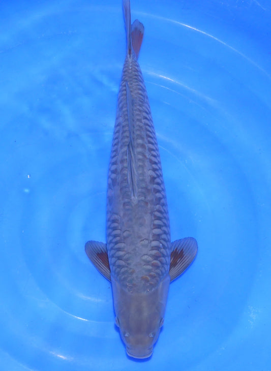 Big Scale Doitsu Ochiba, 48 cm, 2024, Tosai [cdcfb31e-7a77-495d-9e2f-7450bdc08b50.jpg]