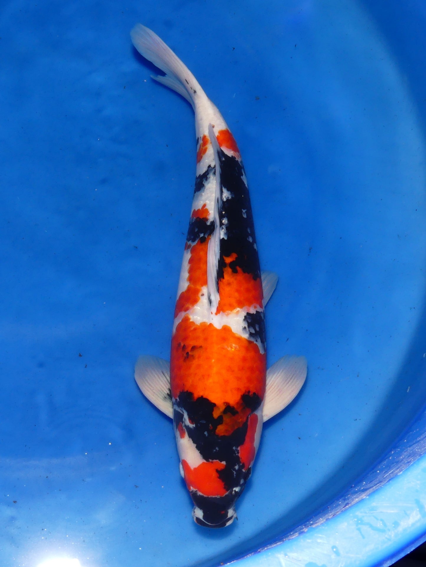 Showa, 57 cm, 2023, Sansai, männlich [d29029b7-7afe-40ae-a672-d828bb268588.jpg]