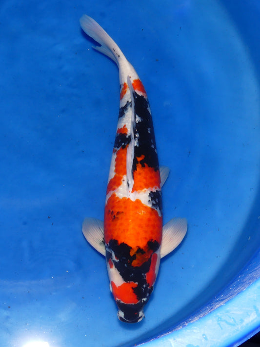 Showa, 57 cm, 2023, Sansai, männlich [d29029b7-7afe-40ae-a672-d828bb268588.jpg]