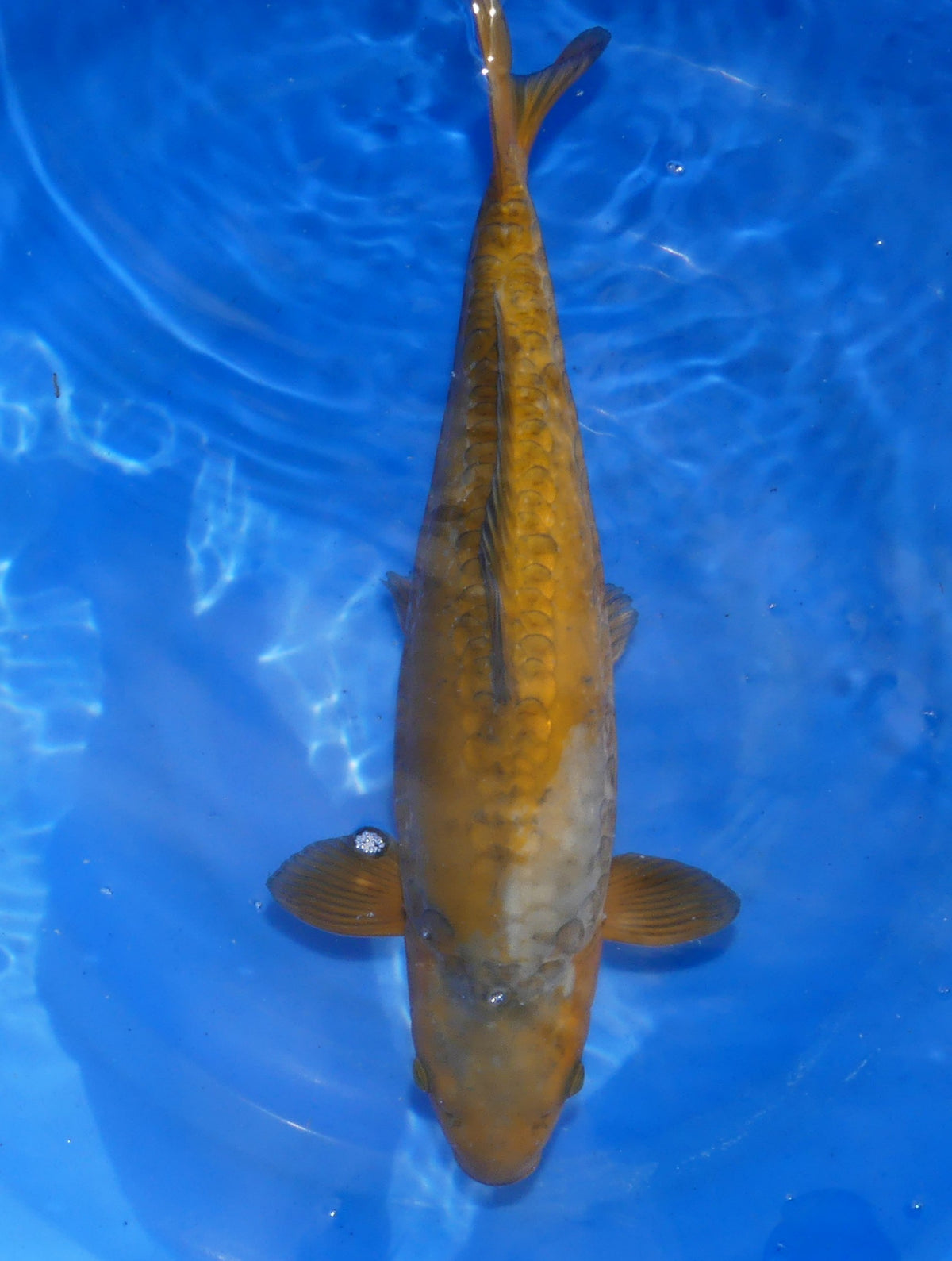 Doitsu Chagoi, 49 cm, 2025, Tosai [d38333c9-96ca-433f-aded-d16a9b1e42e2.jpg]
