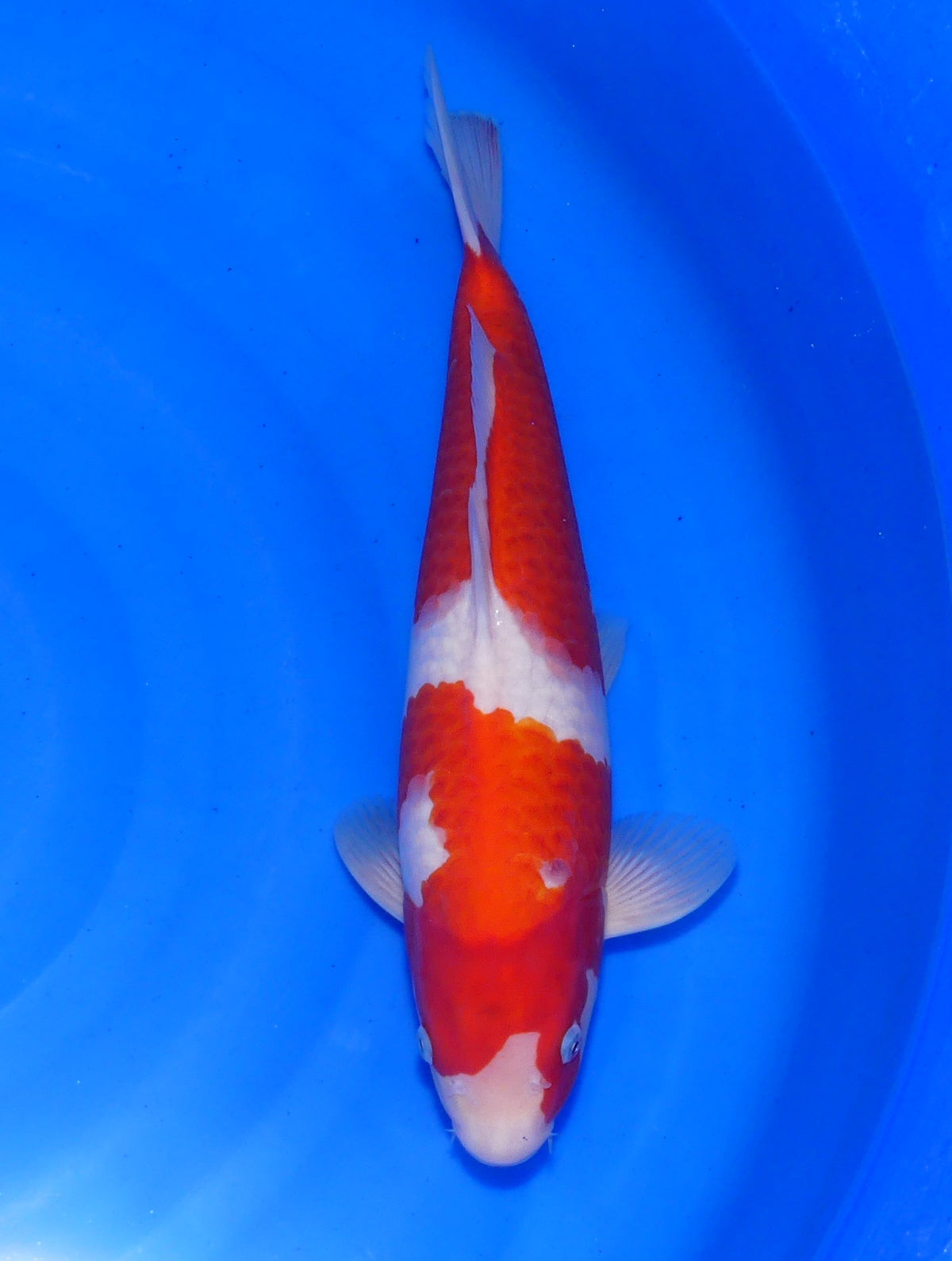 Koromo, 39 cm, 2025, Tosai [d6a64e83-4901-415d-aa70-fd3863b54e60.jpg]