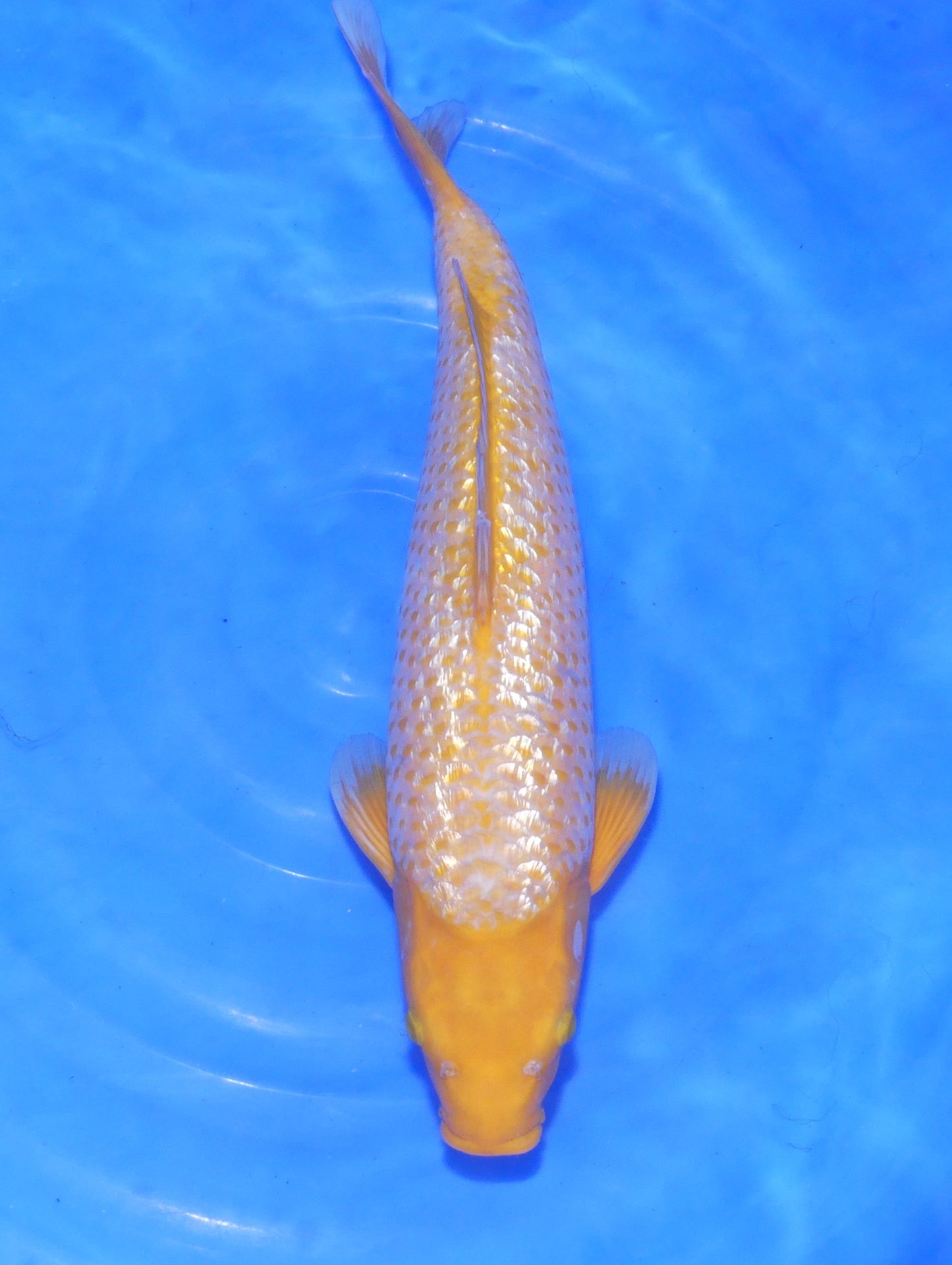 Ginrin Karashigoi, 48 cm, 2024, Tosai