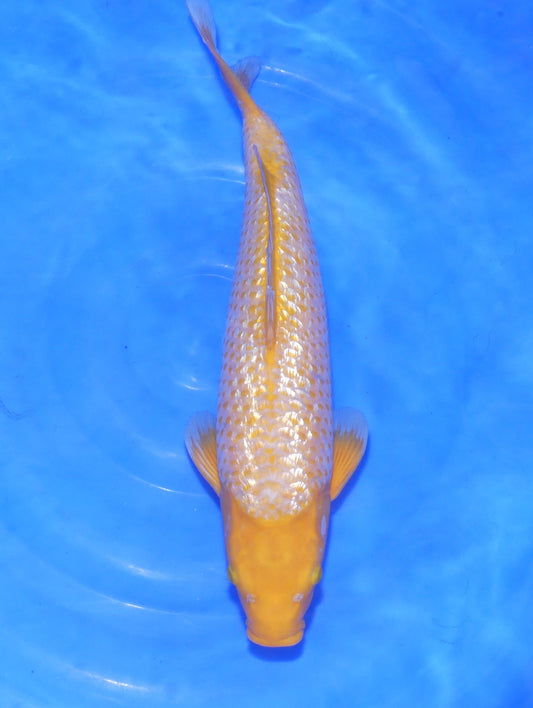 Ginrin Karashigoi, 48 cm, 2024, Tosai