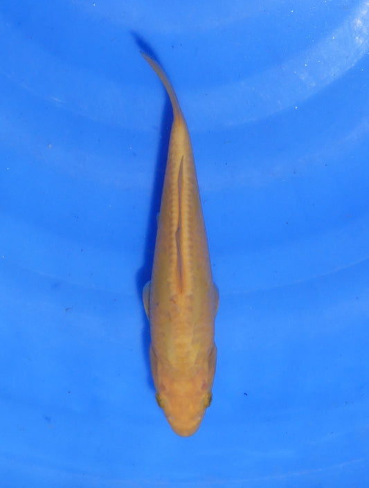 Mango Big Scale Doitsu Chagoi, 17 cm, 2024, Tosai