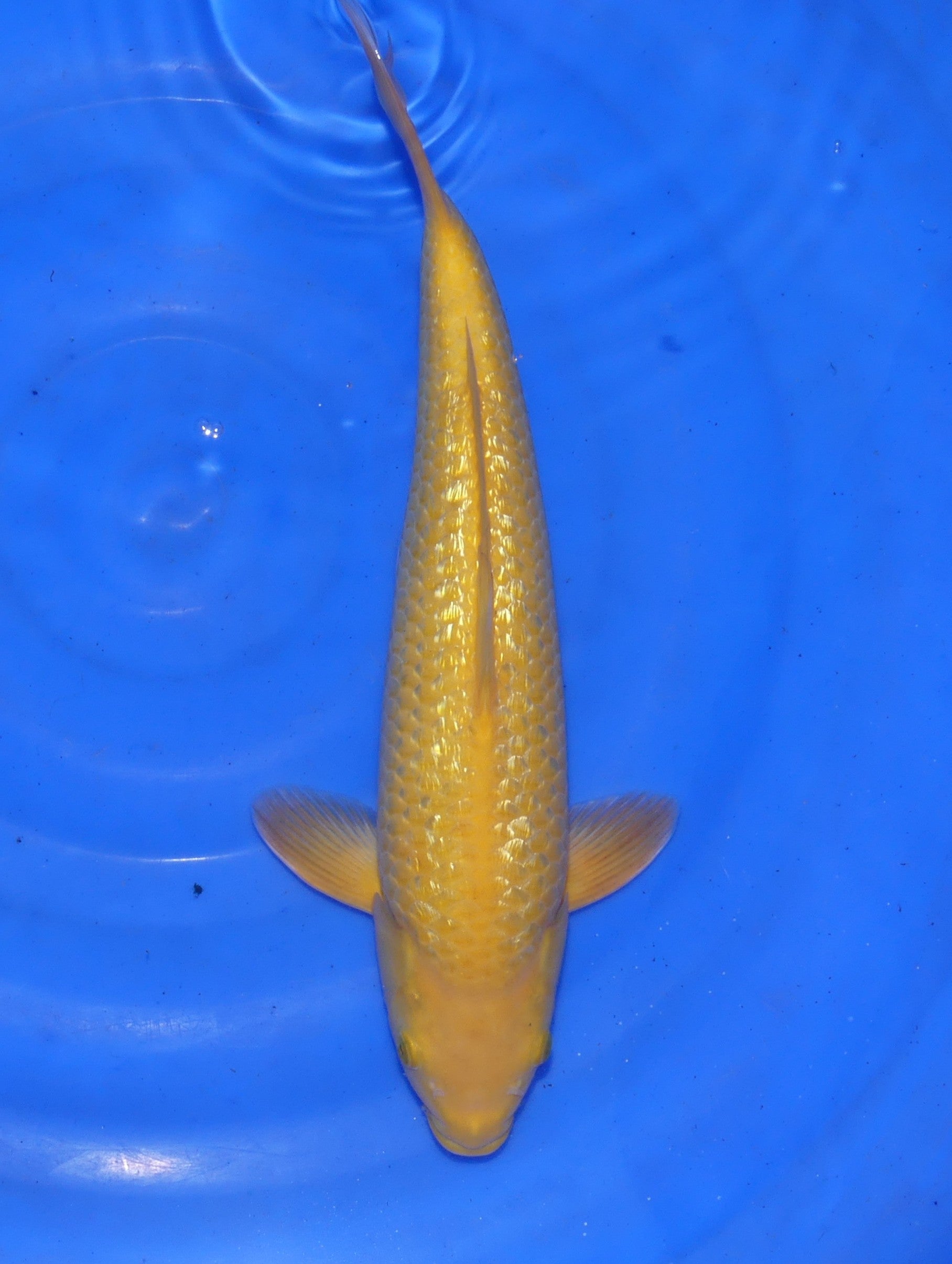 Ginrin Karashigoi, 37 cm, 2024, Nisai [e7e4d1a4-4163-4266-a5ae-b2d6b3011105.jpg]