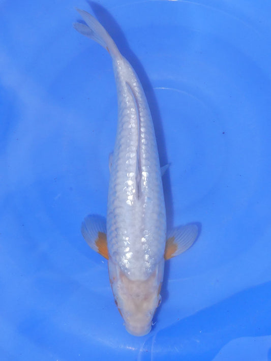 Ginrin Koyo, 32 cm, 2024, Tosai