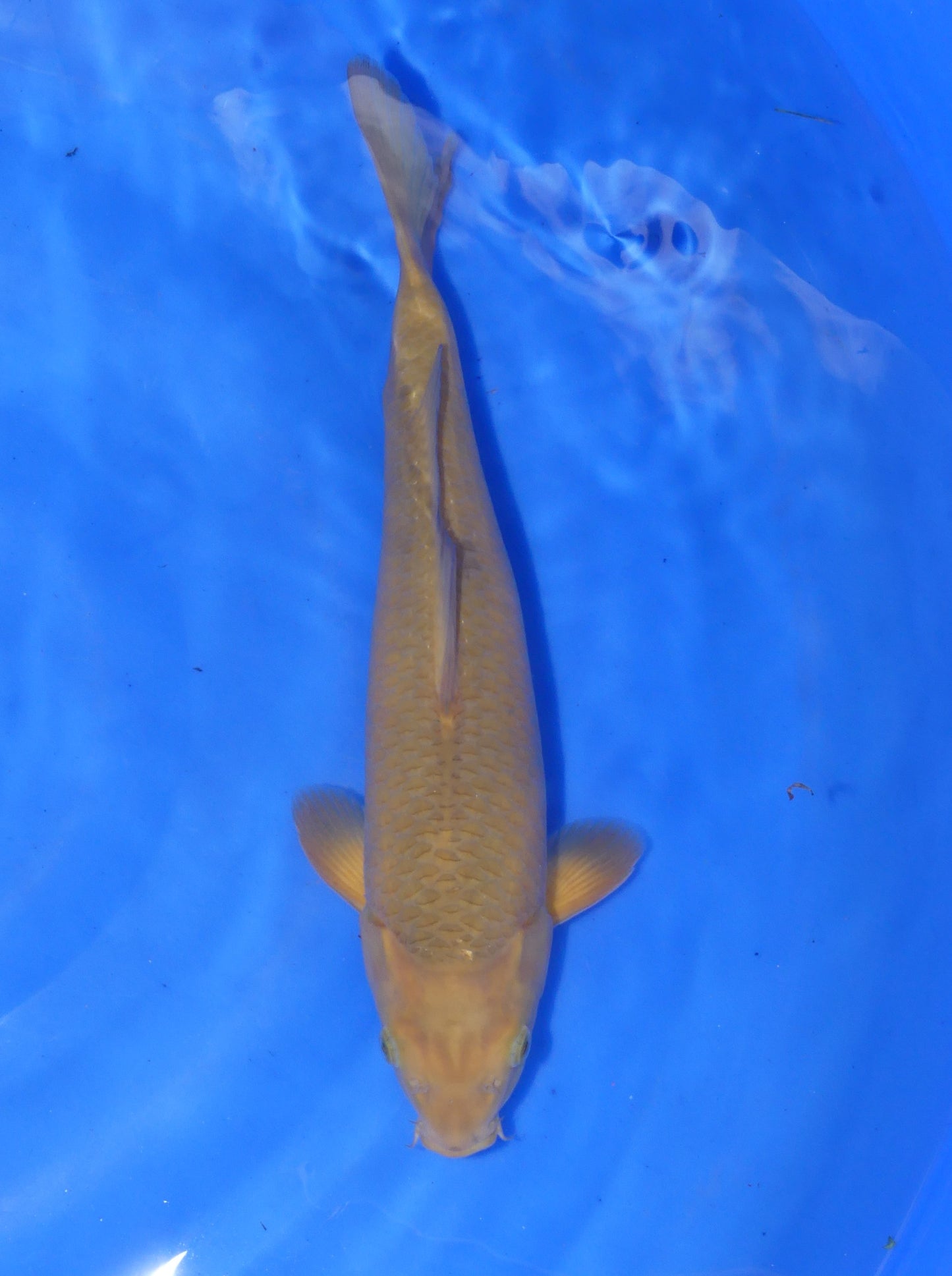 Chagoi, 34 cm, 2024, Tosai