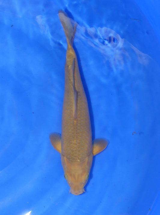 Chagoi, 34 cm, 2024, Tosai