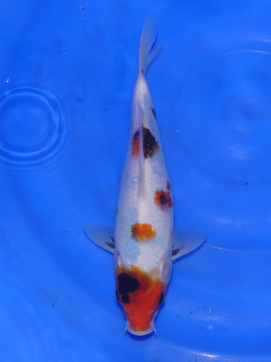 Kindai Showa, 26 cm, 2025, Tosai [ef2c8a6a-889c-43d6-b3e5-d57cf27602f9.jpg]