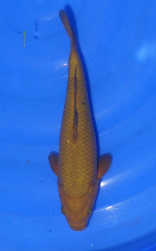 Chagoi, 27 cm, 2024, Tosai