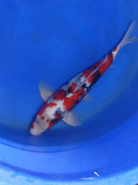 Showa, 58 cm, 2022, Yonsai, männlich [f2ad2402-3c5e-4f6e-8484-dcc1b743fabd.jpg]