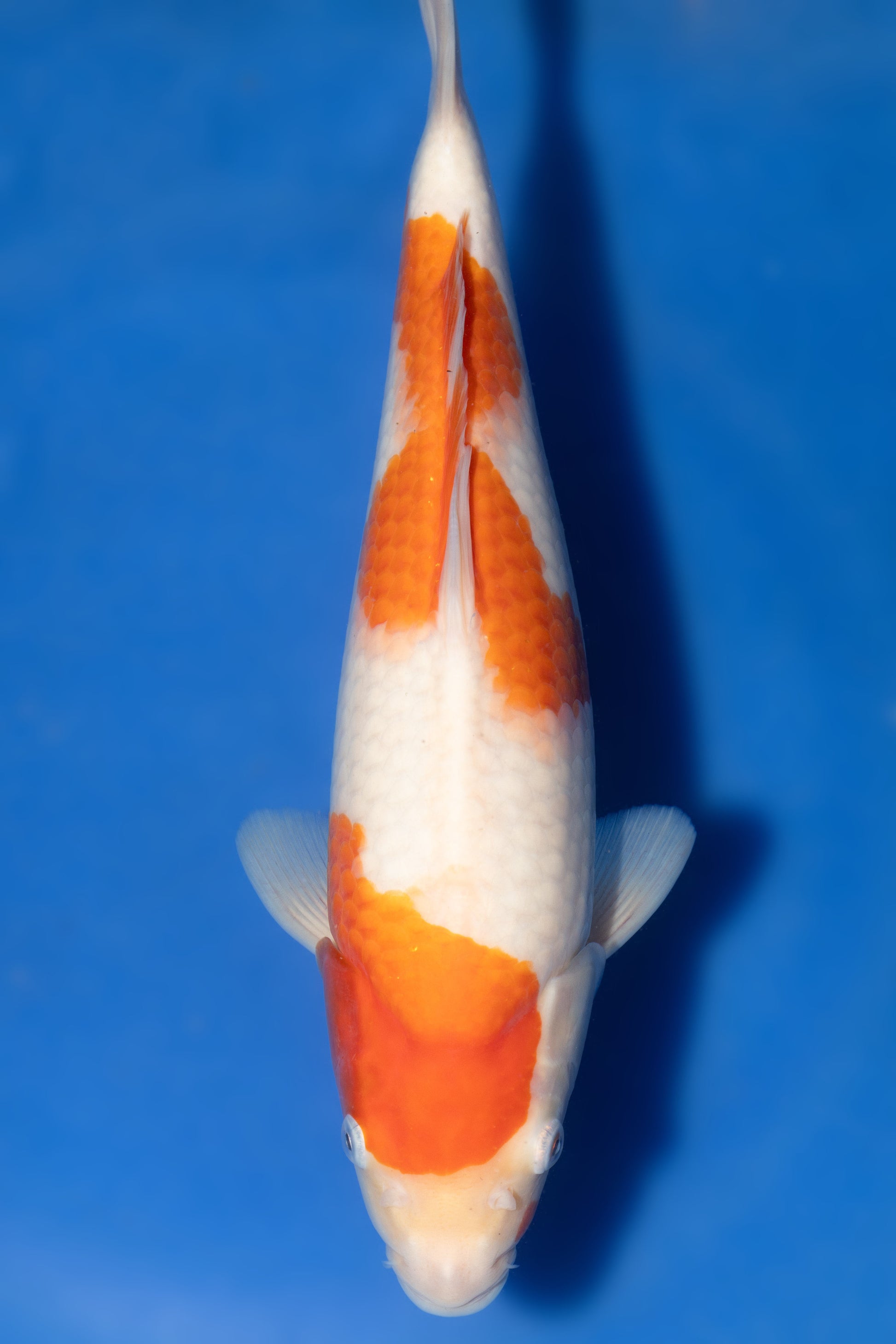 Kohaku, 45 cm, 2024, Nisai [f320f459-d835-4b39-b41b-238fa7805222.jpg]