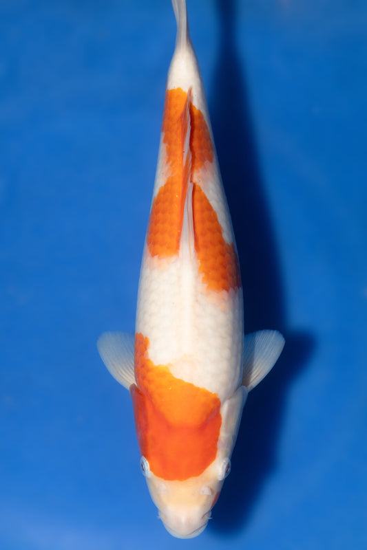 Kohaku, 45 cm, 2024, Nisai [f320f459-d835-4b39-b41b-238fa7805222.jpg]