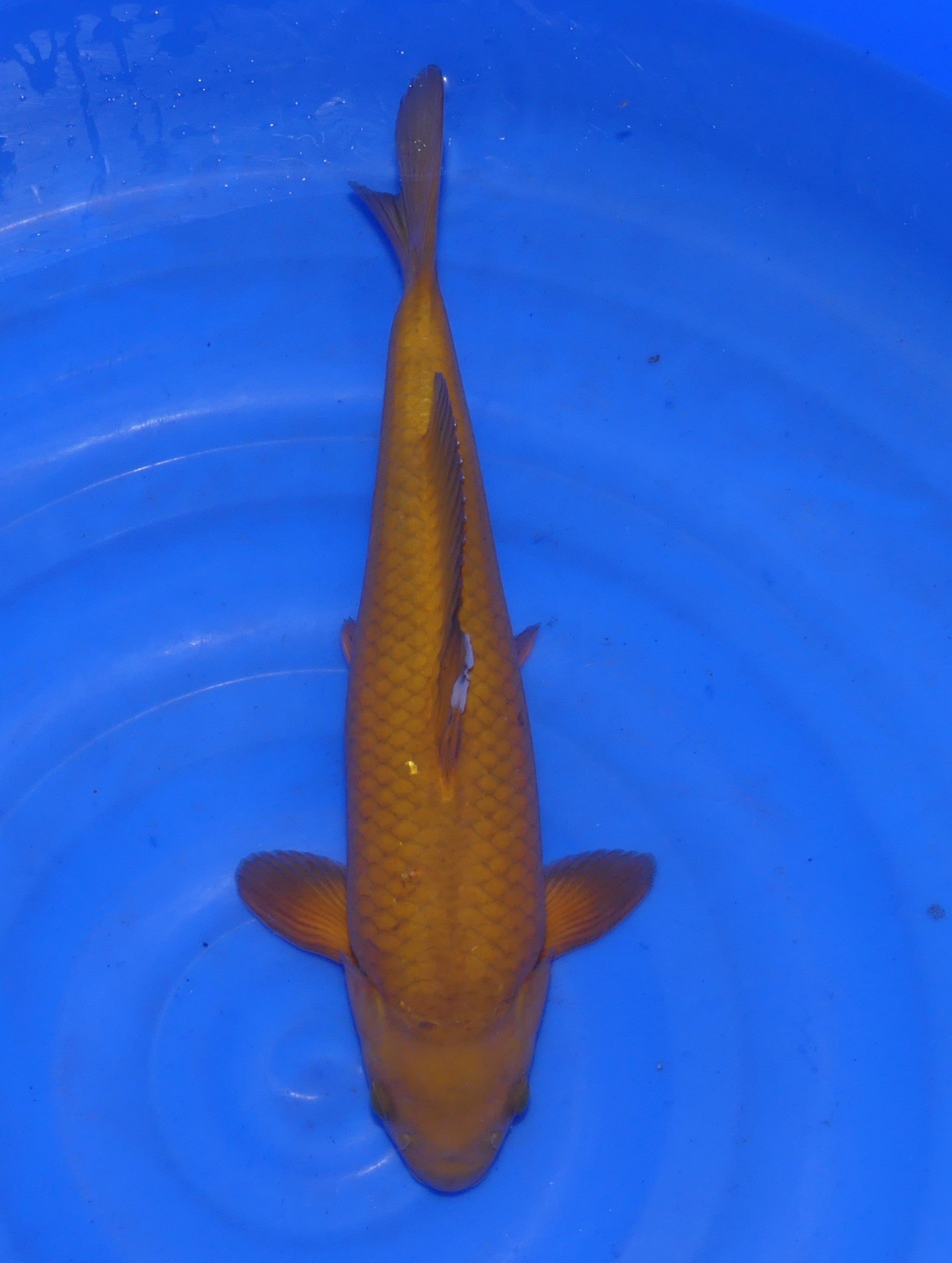 Chagoi, 36 cm, 2024, Nisai [f391a6fc-3028-40ee-8851-dd93fcf1c09e.jpg]