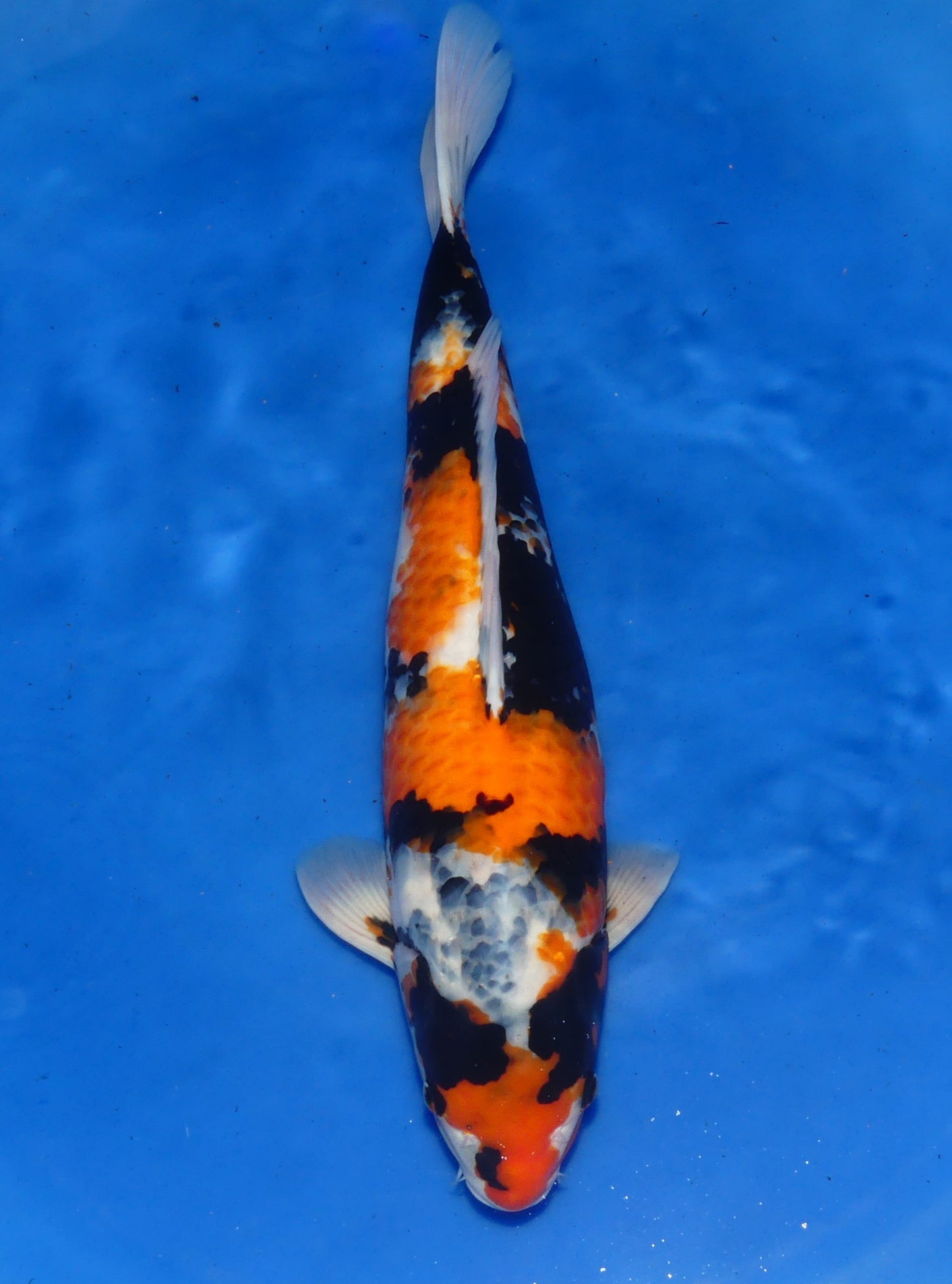 Showa, 57 cm, 2024, Nisai, männlich [f93f280a-e1ca-473f-90fe-a4074f774b49.jpg]