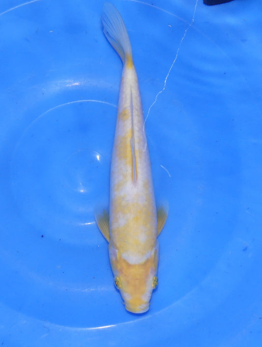 Koyo, 23 cm, 2024, Tosai