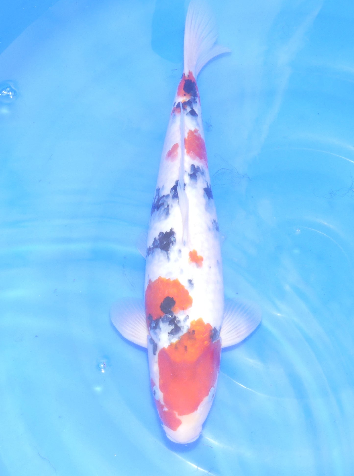 Sanke, 42 cm, 2024, Nisai [fafc09e7-f65b-4650-82c5-518f8f5d8b4b.jpg]