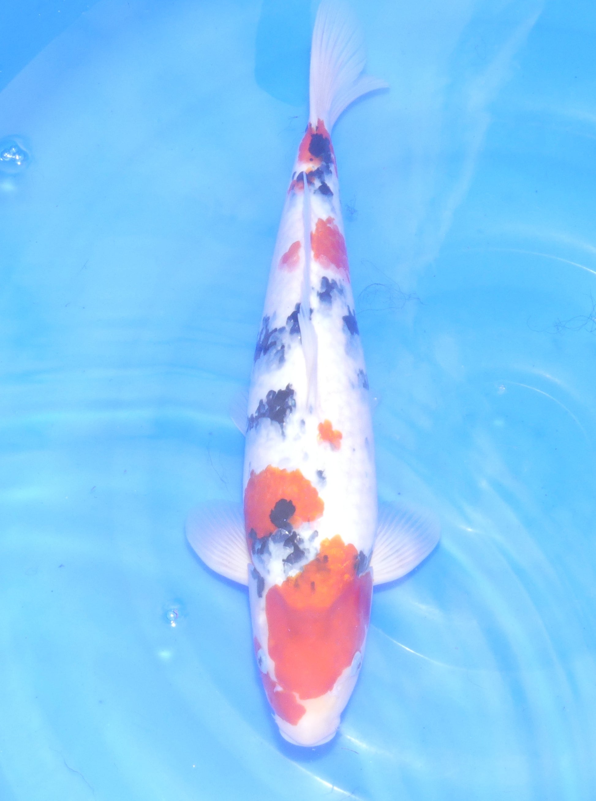 Sanke, 42 cm, 2024, Nisai [fafc09e7-f65b-4650-82c5-518f8f5d8b4b.jpg]