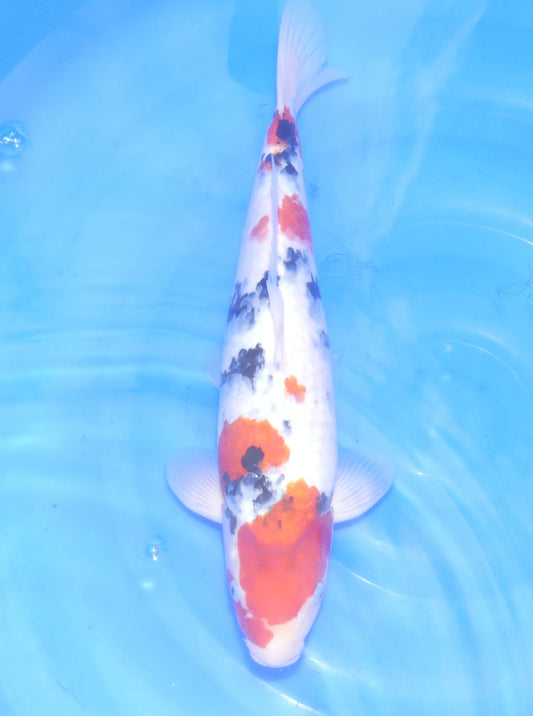 Sanke, 42 cm, 2024, Nisai [fafc09e7-f65b-4650-82c5-518f8f5d8b4b.jpg]