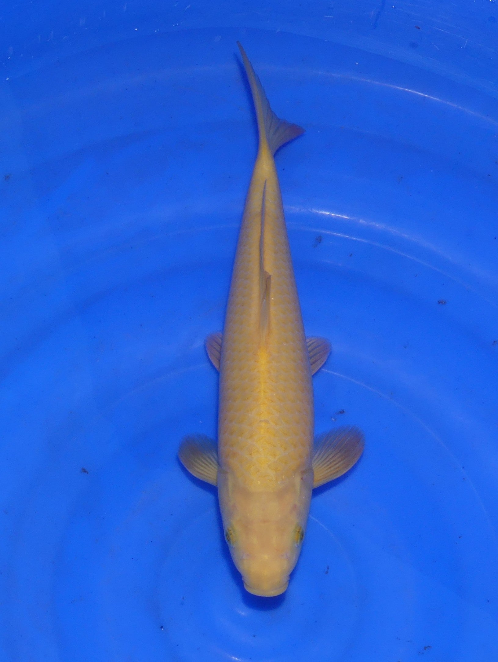 Karashigoi, 32 cm, 2024, Nisai [fd34769b-1281-4737-be4c-63ba2b4d563d.jpg]